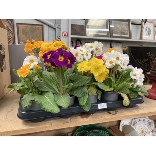 389 - Tray of 15 Polyanthus