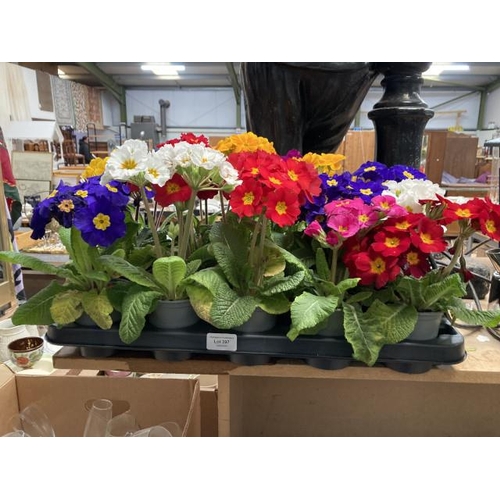 397 - Tray of 15 Polyanthus