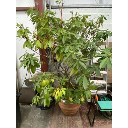 200 - Potted magnolia (6ft approx)