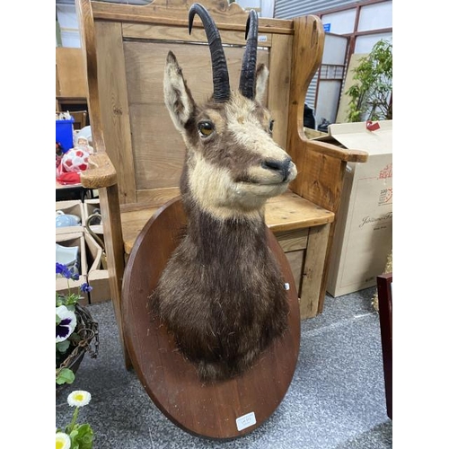 213 - Mounted taxidermy Chamois