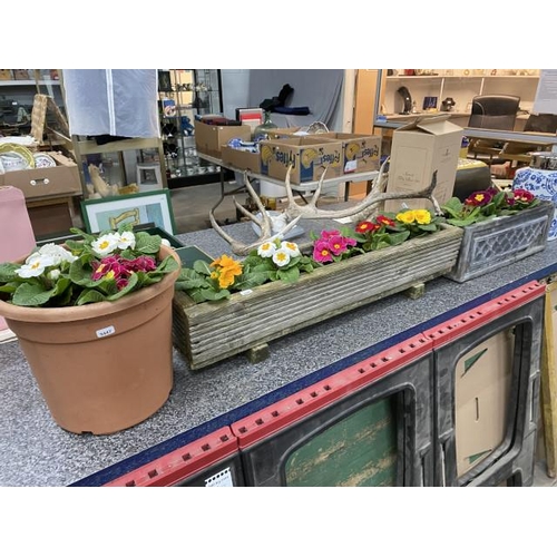 226 - 2 troughs & 1 planter containing primroses