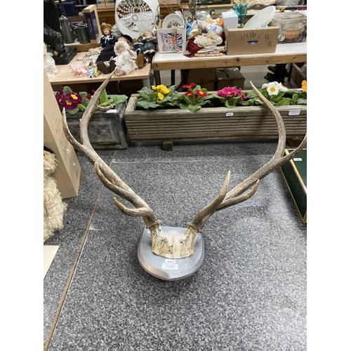 228 - Mounted antlers