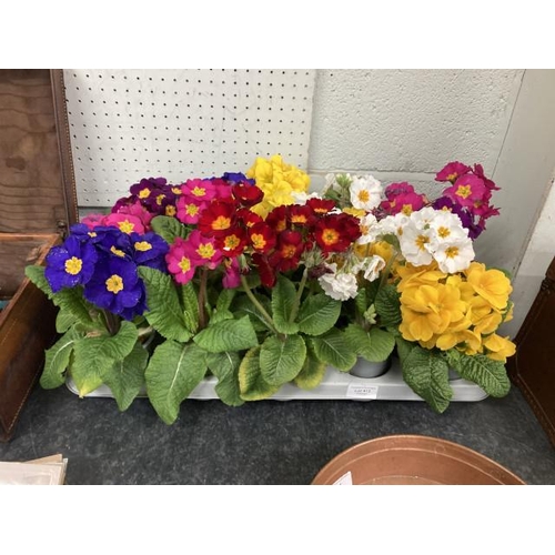 413 - Tray of 15 Polyanthus