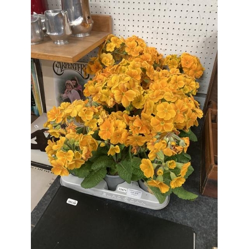 419 - Tray of 15 orange Polyanthus