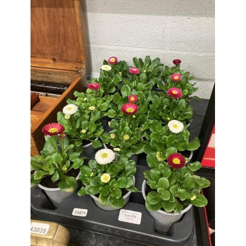 476 - Tray of 15 Bellis