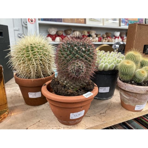 483 - 4 potted Cacti