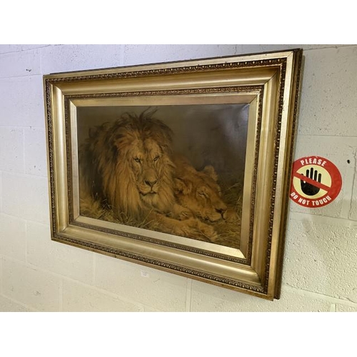 93 - Gilt framed oleograph of resting lions 97 x 74cm