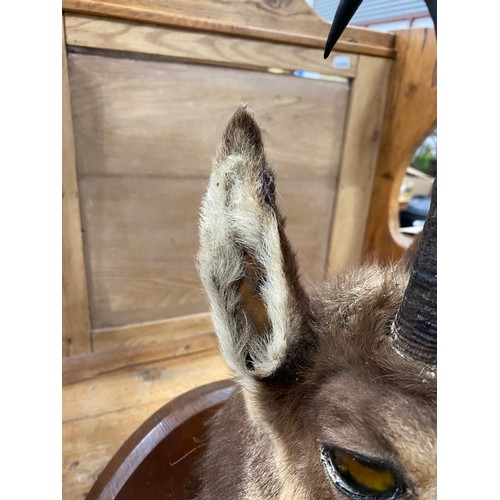 213 - Mounted taxidermy Chamois