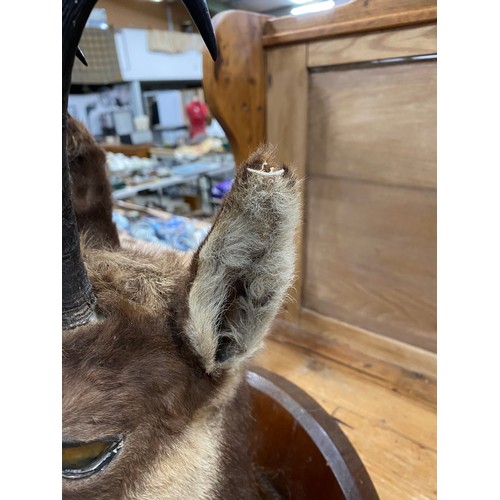 213 - Mounted taxidermy Chamois