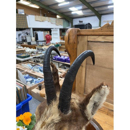 213 - Mounted taxidermy Chamois