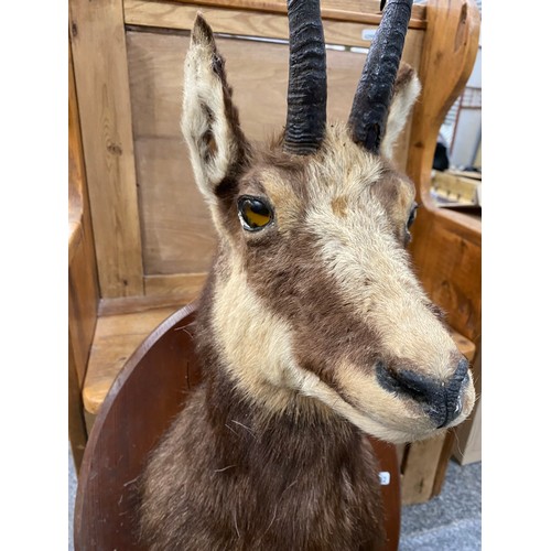 213 - Mounted taxidermy Chamois