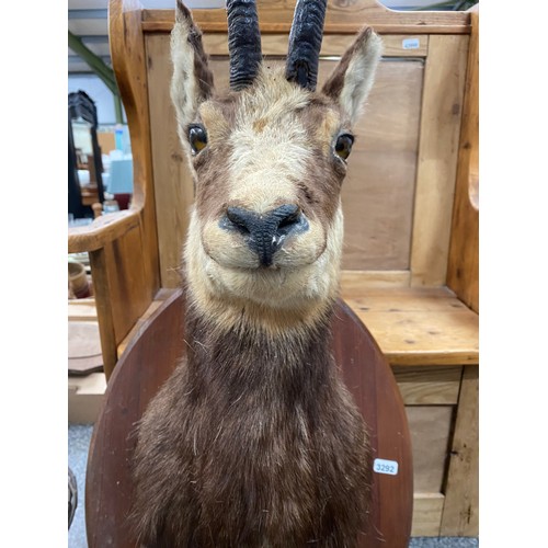 213 - Mounted taxidermy Chamois