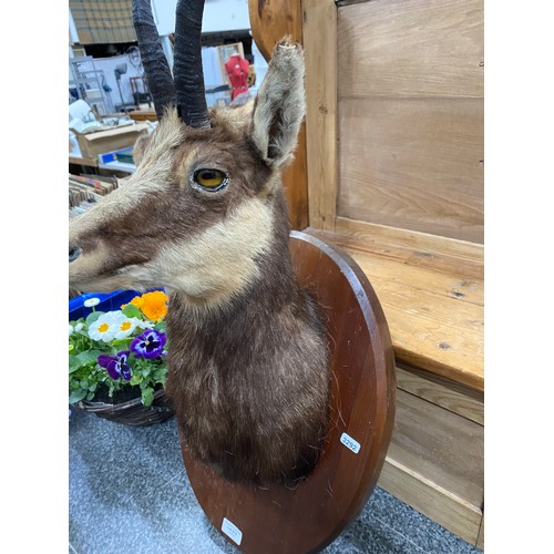 213 - Mounted taxidermy Chamois