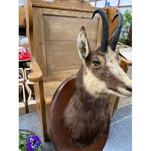 213 - Mounted taxidermy Chamois