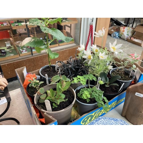 417 - 10 plants/shrubs including Pinwheel, Potentilla, Skimmia, Hydrangea etc