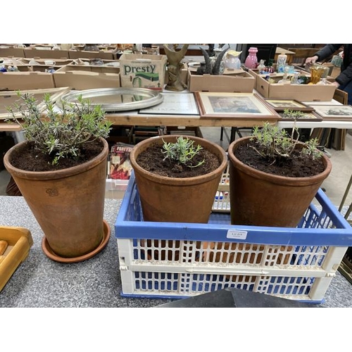 219 - 3 dark blue 'Peter Pan' lavenders in terracotta pots