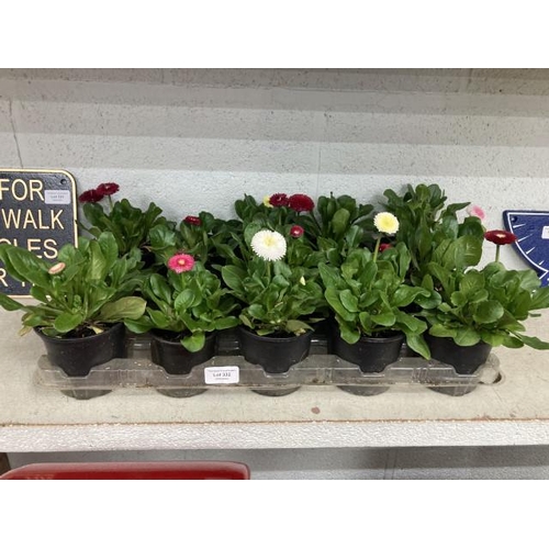 332 - Tray of 15 Bellis