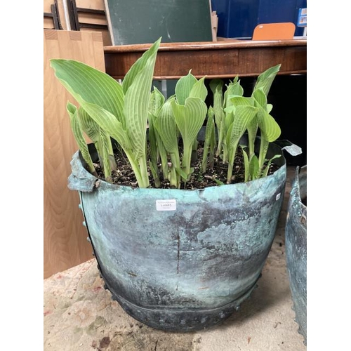 603 - Copper planter with hostas 45H 60cm diameter (please arrange your own delivery)