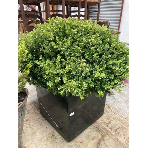 605 - Good quality square ceramic planter with a box plant 50H 50W 50D (please arrange your own delivery)