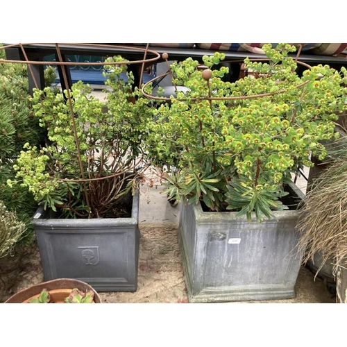 607 - 2 grey square planters with Euphorbia Rudolph 32H 32W 32D & 38H 38W 38D (please arrange your own del... 