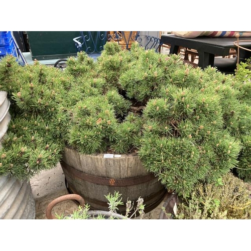 609 - Oak half barrel planter with mountain pine 45H 70cm diameter (please arrange your own delivery)