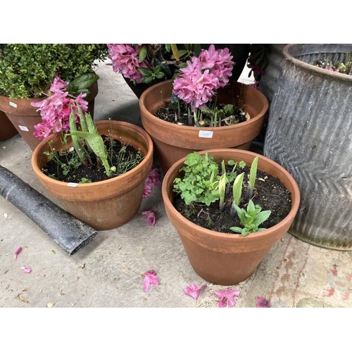 612 - 3 terracotta planters 36H 45cm diameter, 29H 34cm diameter & 25H 40cm diameter with Hostas  (please ... 