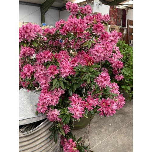 616 - Good quality stone effect planter 55H 75cm diameter with established Rhododendron (please arrange yo... 