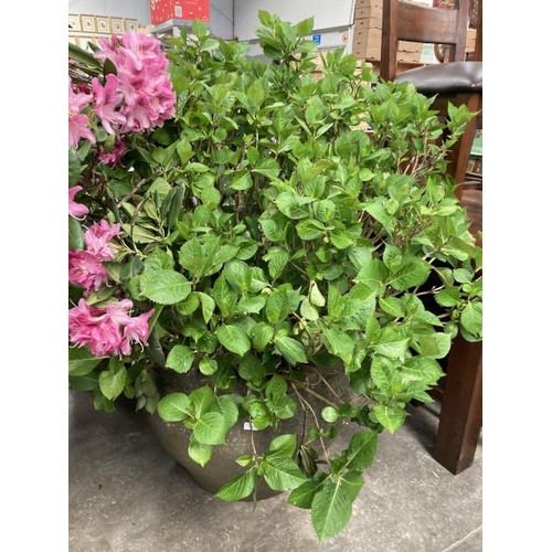 617 - Good quality stone effect planter 55H 75cm diameter with established Hydrangea (please arrange your ... 