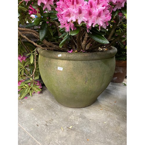 616 - Good quality stone effect planter 55H 75cm diameter with established Rhododendron (please arrange yo... 