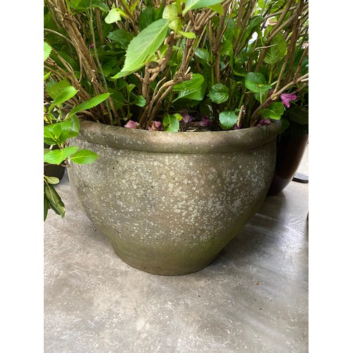 617 - Good quality stone effect planter 55H 75cm diameter with established Hydrangea (please arrange your ... 