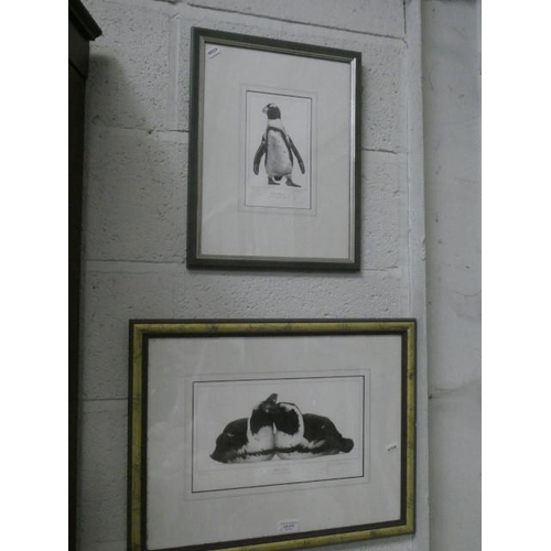 470 - 2 framed pencil signed Limited Edition Gary Hodges prints 'Jackass Penguin' 153/850 (33 x 42cm) & 'J... 