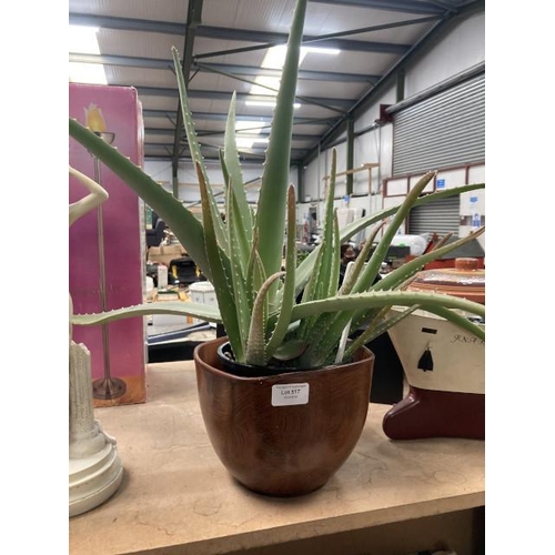 517 - Large Aloe Vera plant with pot