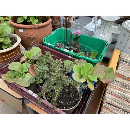 553 - 2 boxes of assorted plants