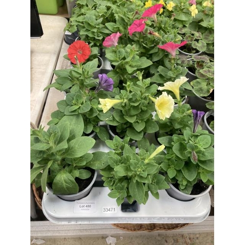 480 - Tray of 15 Petunias