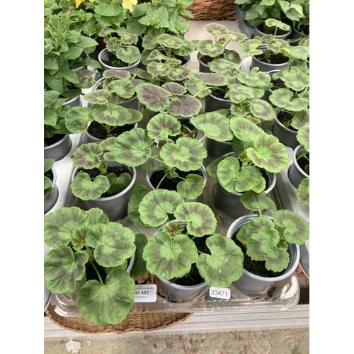 482 - Tray of 15 Geraniums