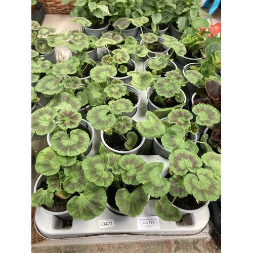 483 - Tray of 15 Geraniums