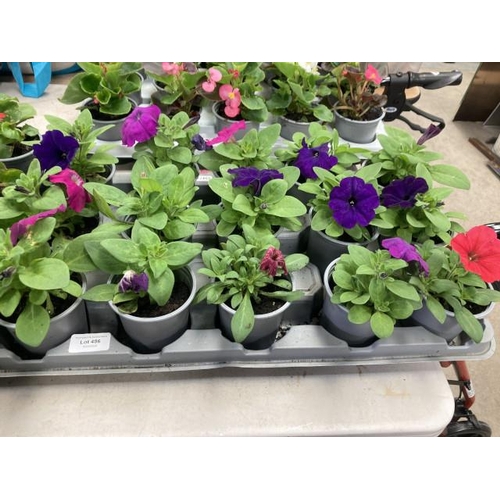 486 - Tray of 15 Petunias