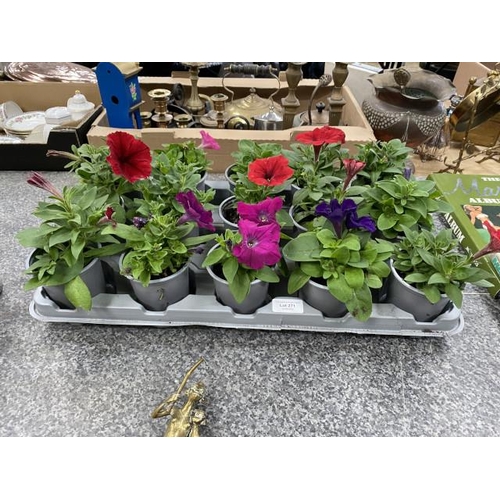 271 - Tray of 15 Petunias