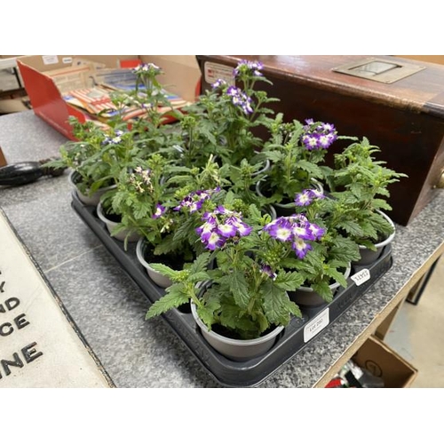 280 - Tray of 12 Verbena