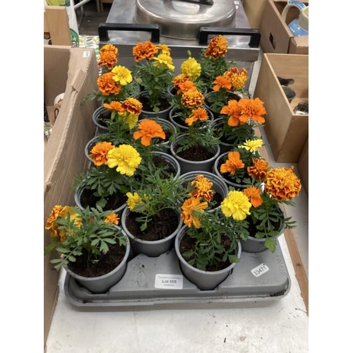 585 - Tray of 20 marigolds