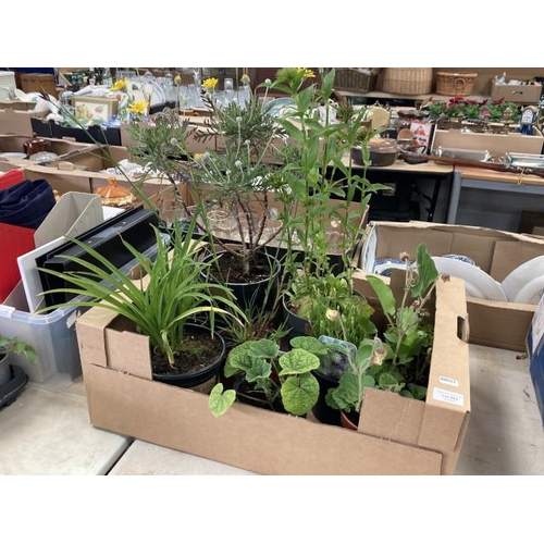 594 - Tray of mixed perennials including Lavandula, Alcea, Day Lily etc