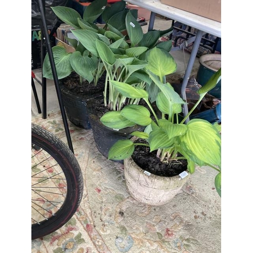 597 - 3 potted Hostas in stone effect planters