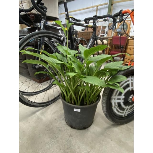 120 - Large potted Hosta