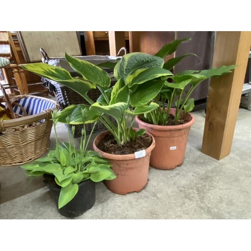 127 - Trio of potted Hosta's