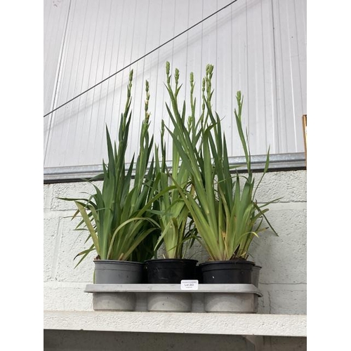 363 - 6 one litre perennial Sisyrinchium