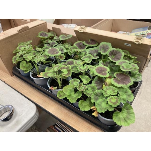 465 - Tray of 20 Geraniums