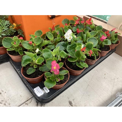 471 - Tray of 20 Begonias