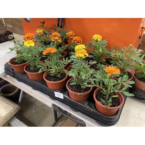 472 - Tray of 20 French Marigolds