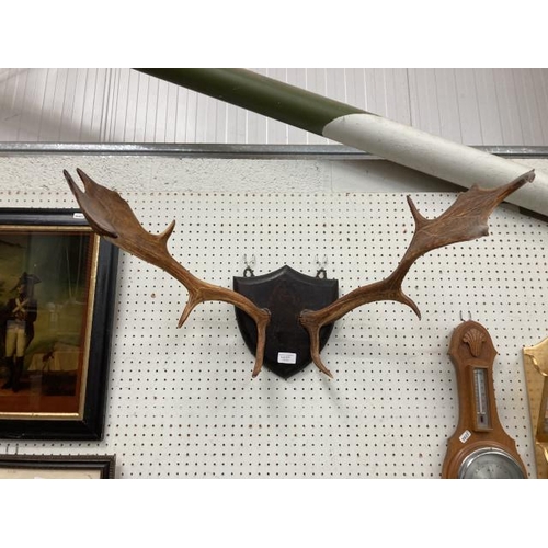 377 - Mounted antlers