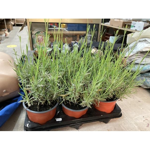 419 - 1 tray of 6 1L Lavender